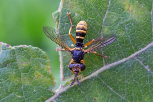 Leopoldius sp.
